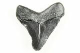 Juvenile Megalodon Tooth - South Carolina #196162-1